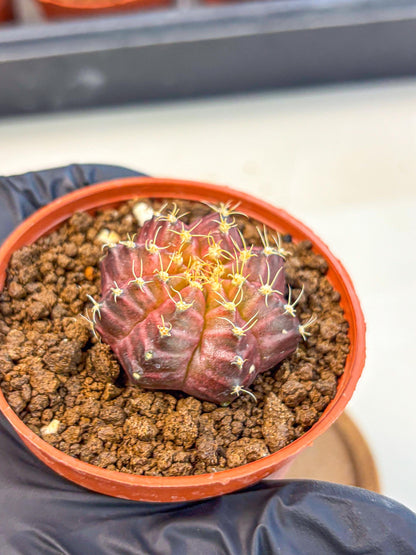Gymnocalycium Neon (gy14) (b4) | Variegated cactus