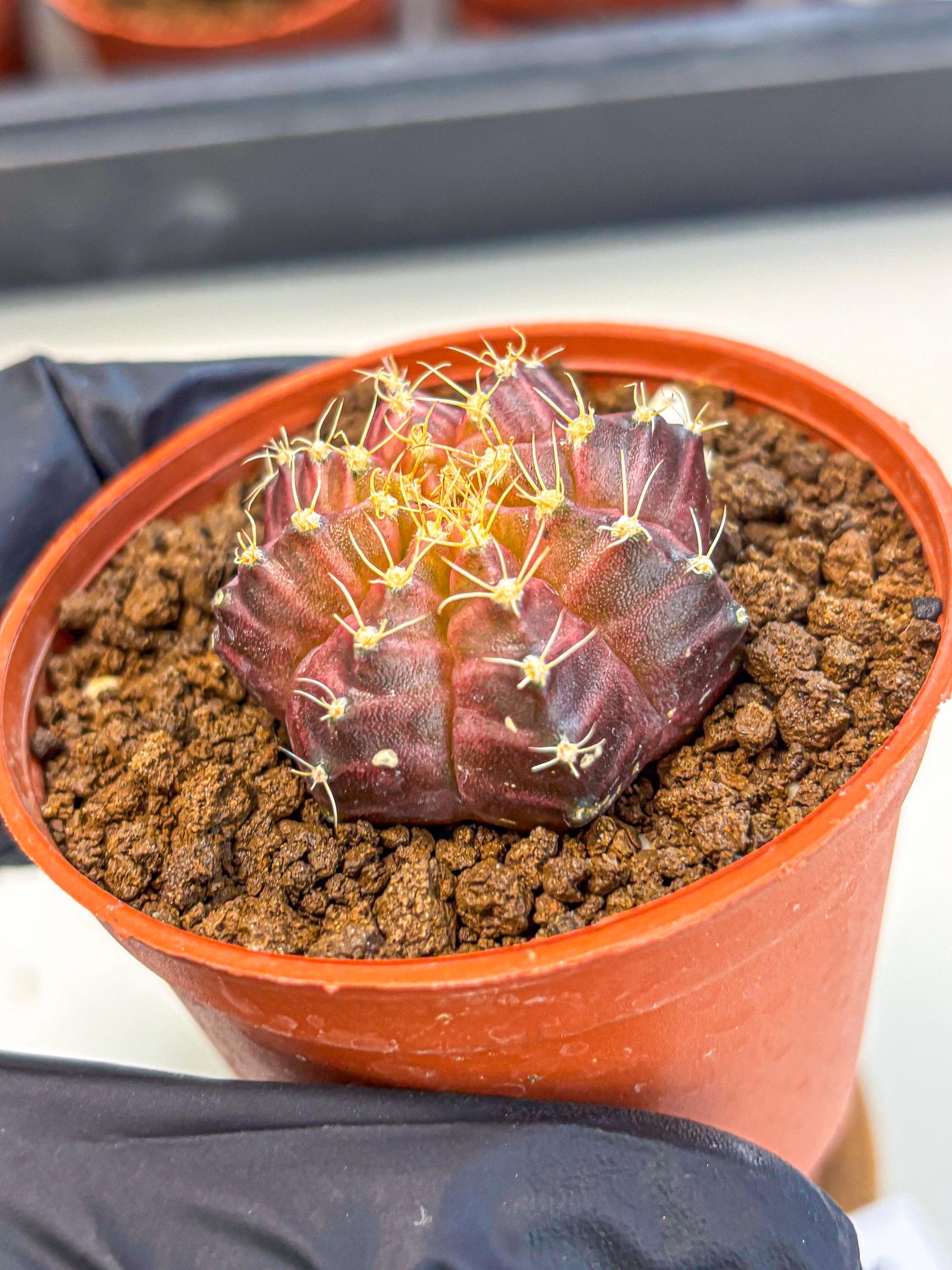 Gymnocalycium Neon (gy14) (b4) | Variegated cactus