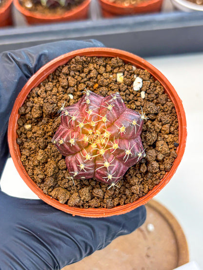 Gymnocalycium Neon (gy14) (b4) | Variegated cactus