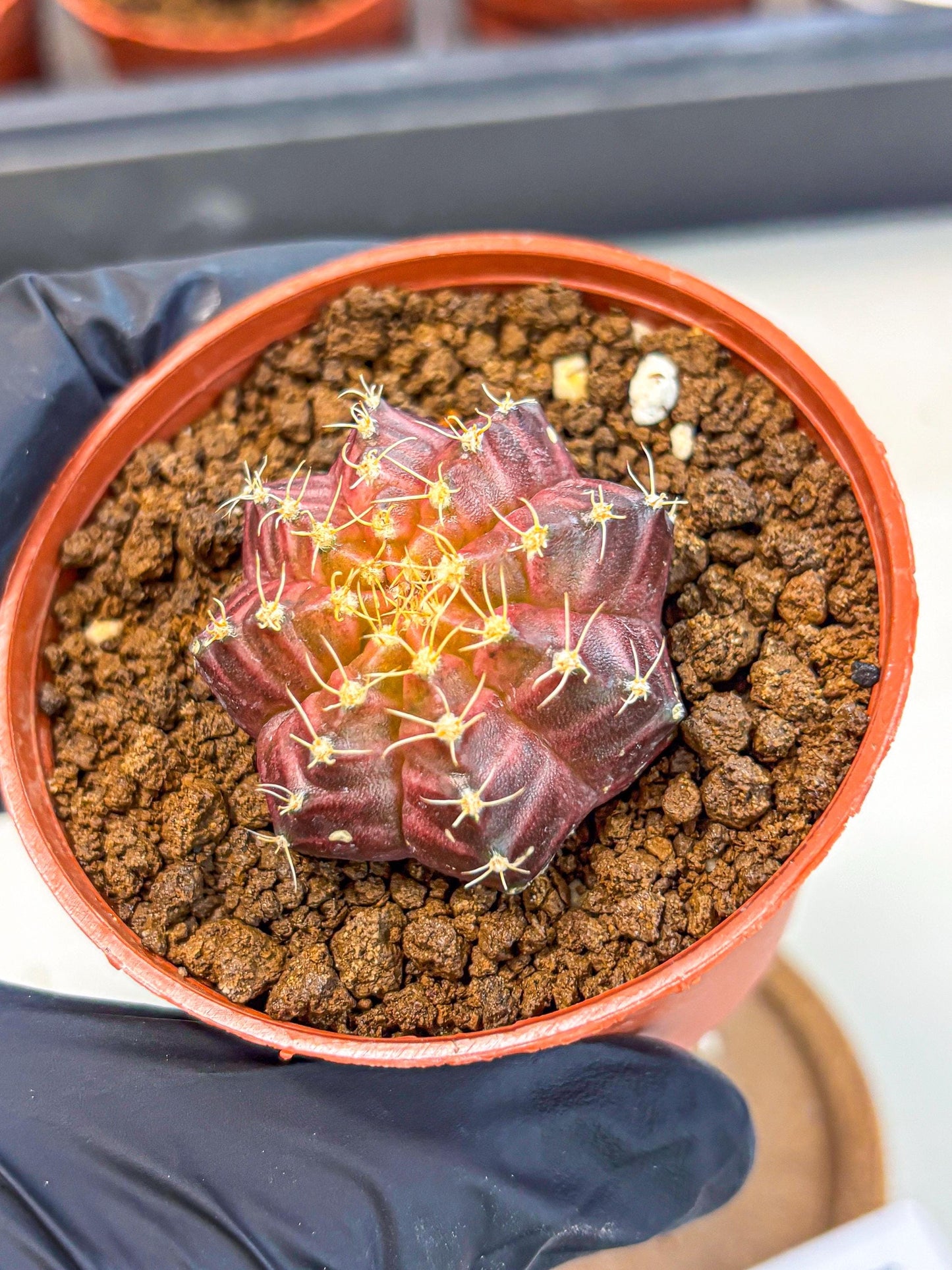 Gymnocalycium Neon (gy14) (b4) | Variegated cactus