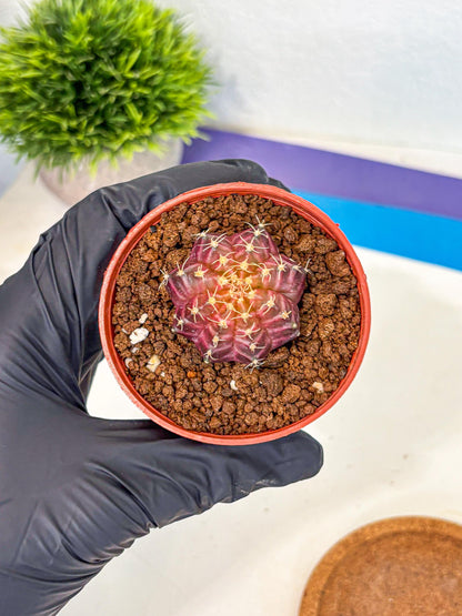 Gymnocalycium Neon (gy14) (b4) | Variegated cactus