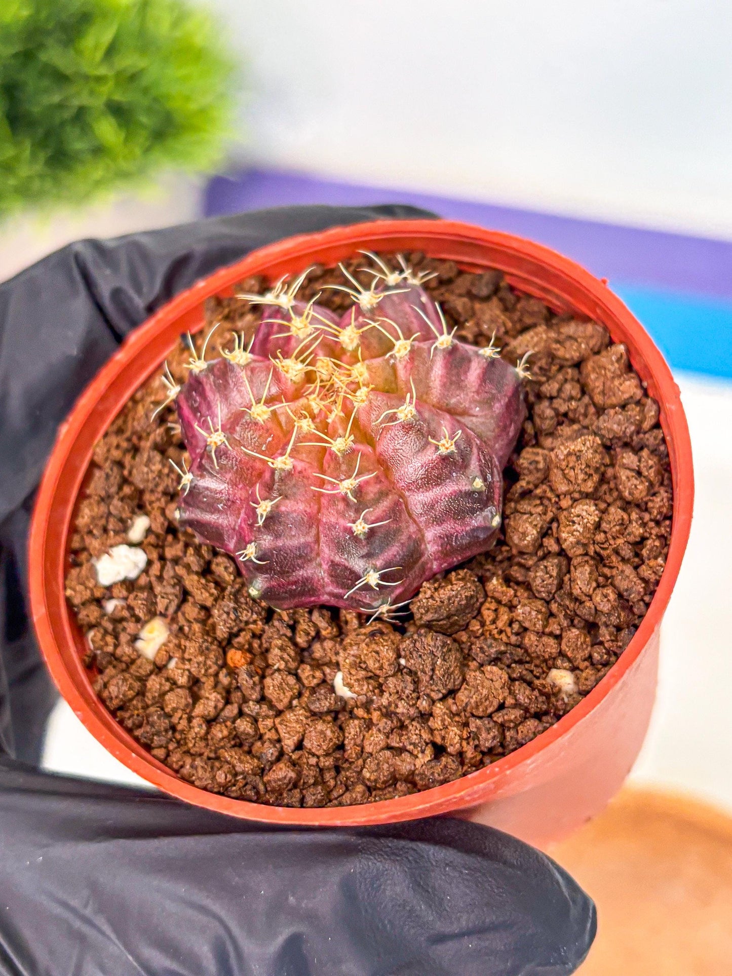 Gymnocalycium Neon (gy14) (b4) | Variegated cactus