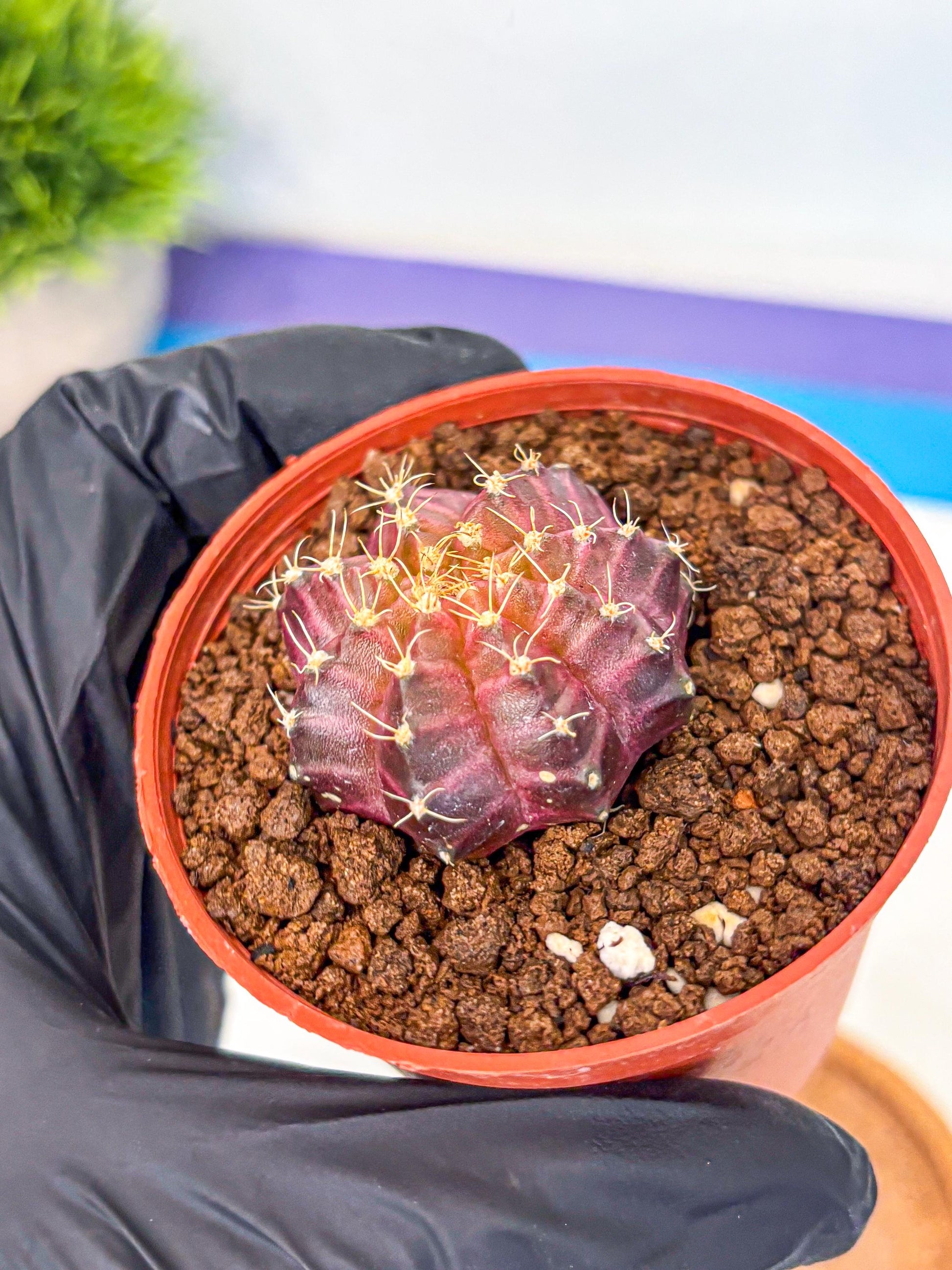 Gymnocalycium Neon (gy14) (b4) | Variegated cactus