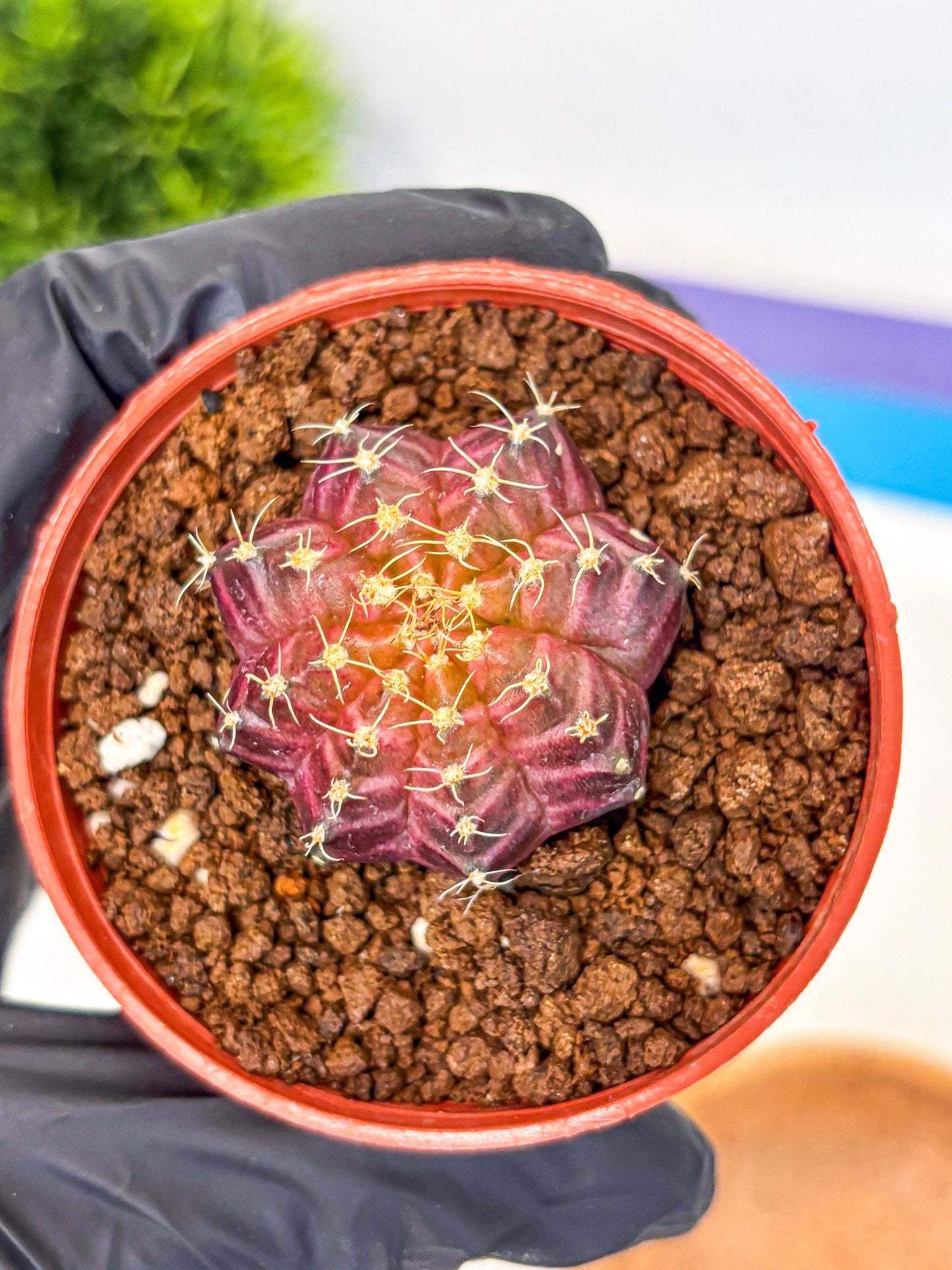 Gymnocalycium Neon (gy14) (b4) | Variegated cactus