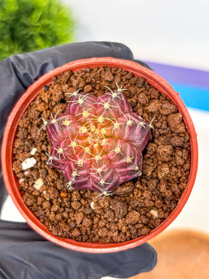Gymnocalycium Neon (gy14) (b4) | Variegated cactus
