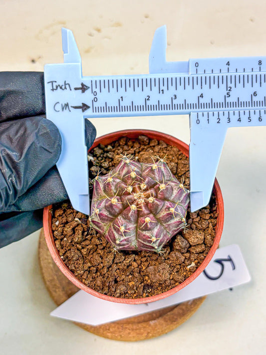Gymnocalycium Neon (gy14) (b5) | Variegated cactus