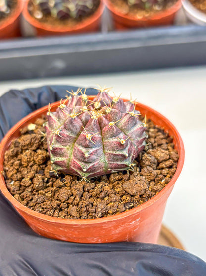 Gymnocalycium Neon (gy14) (b5) | Variegated cactus