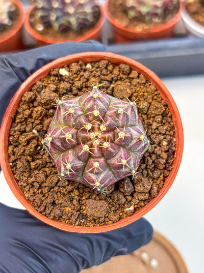 Gymnocalycium Neon (gy14) (b5) | Variegated cactus