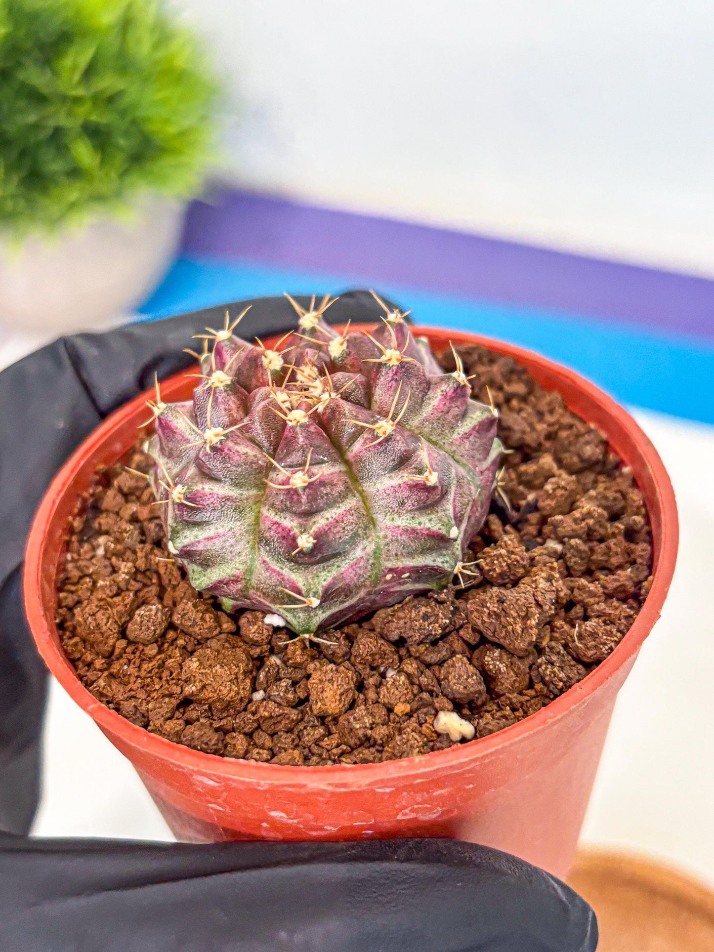 Gymnocalycium Neon (gy14) (b5) | Variegated cactus