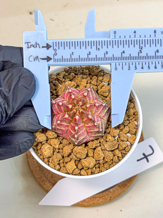 Gymnocalycium Neon (gy14) (b7) | Variegated cactus
