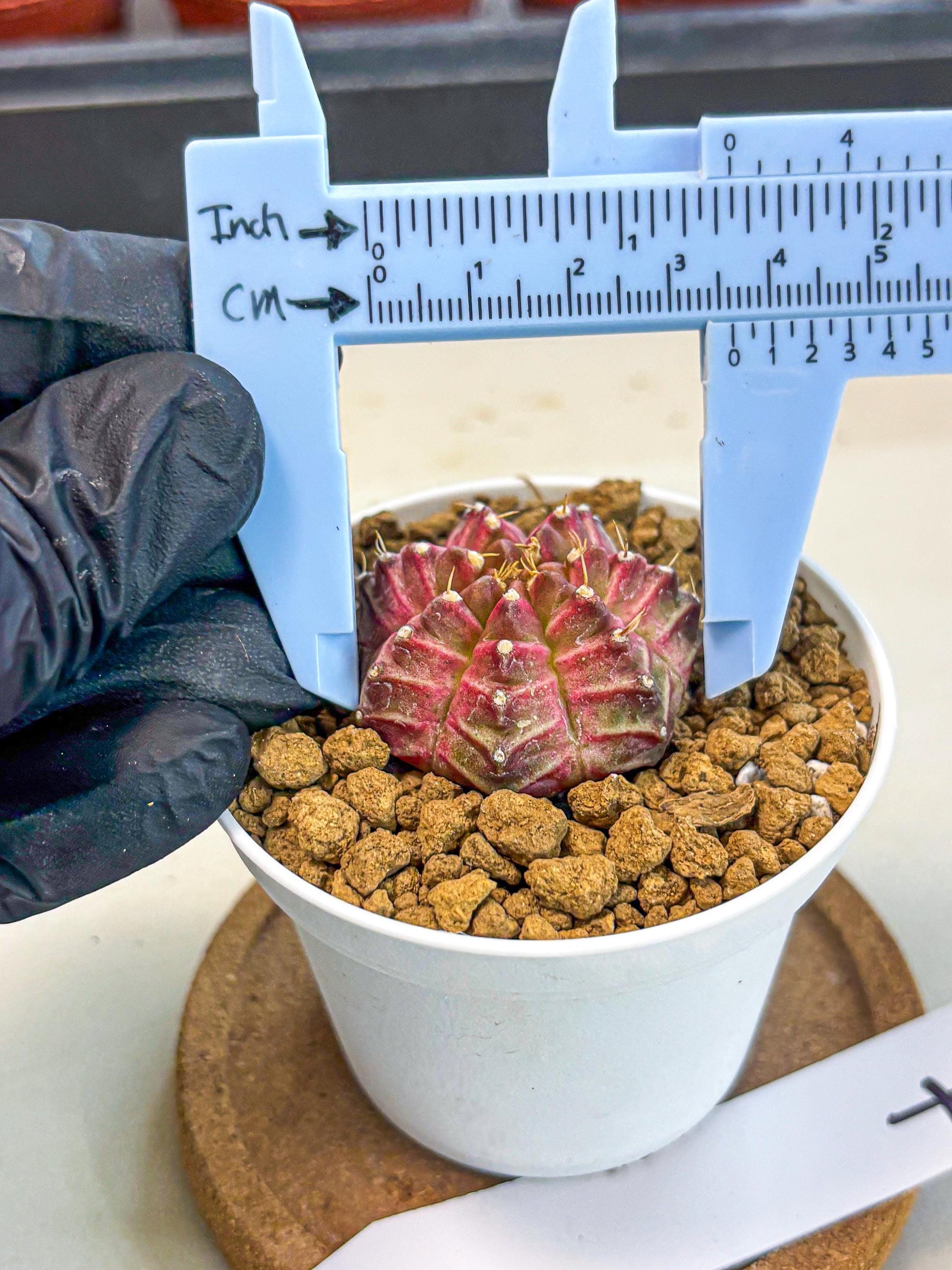 Gymnocalycium Neon (gy14) (b7) | Variegated cactus