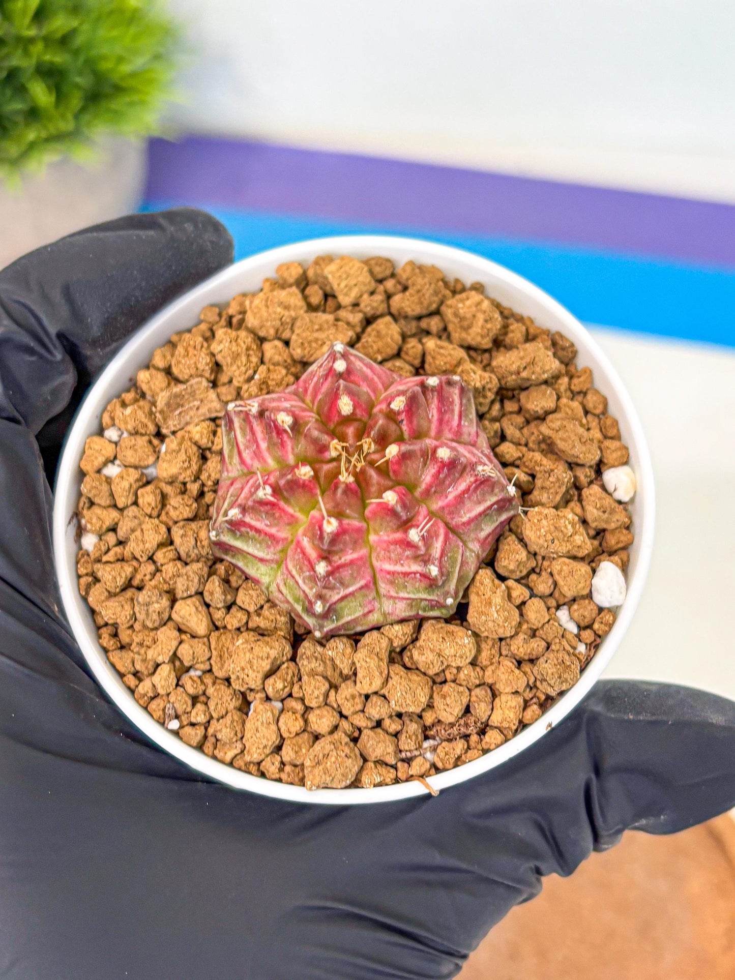 Gymnocalycium Neon (gy14) (b7) | Variegated cactus
