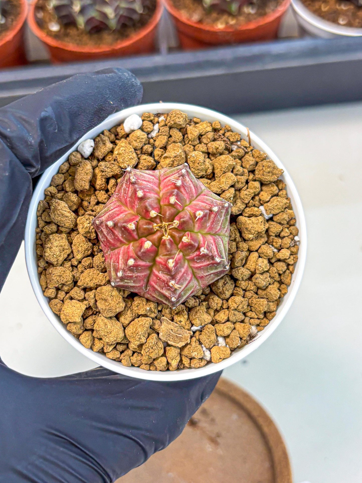 Gymnocalycium Neon (gy14) (b7) | Variegated cactus