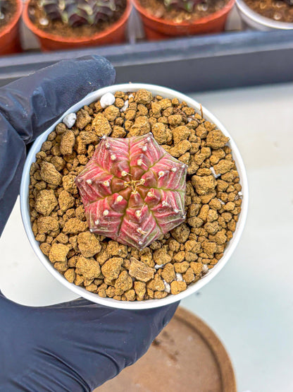Gymnocalycium Neon (gy14) (b7) | Variegated cactus