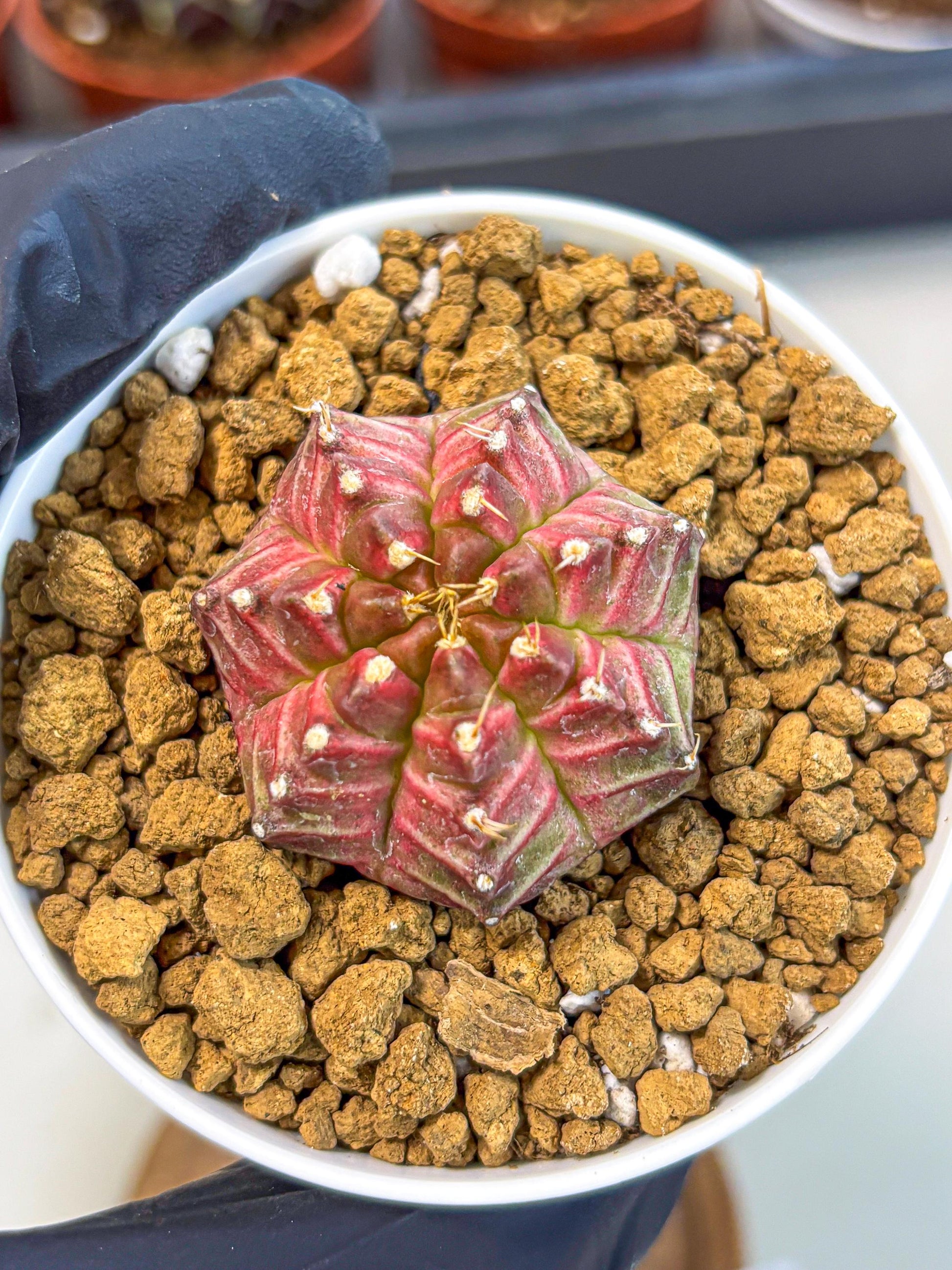 Gymnocalycium Neon (gy14) (b7) | Variegated cactus