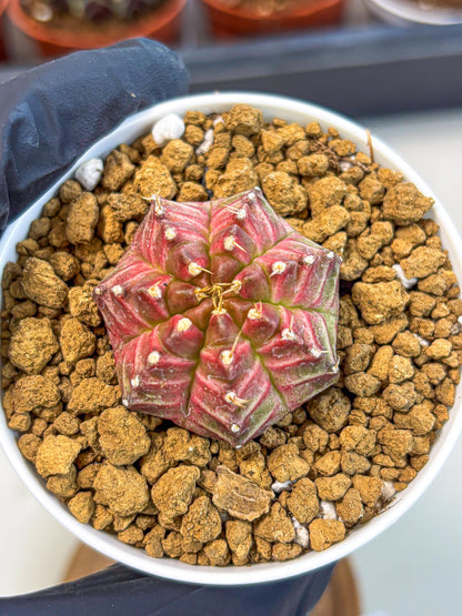 Gymnocalycium Neon (gy14) (b7) | Variegated cactus