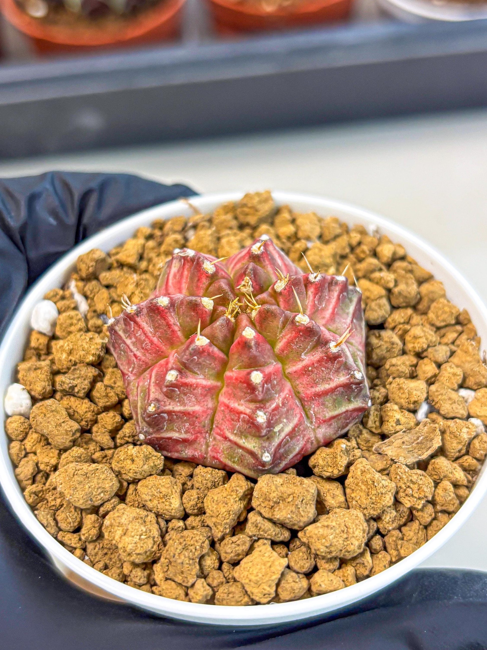 Gymnocalycium Neon (gy14) (b7) | Variegated cactus