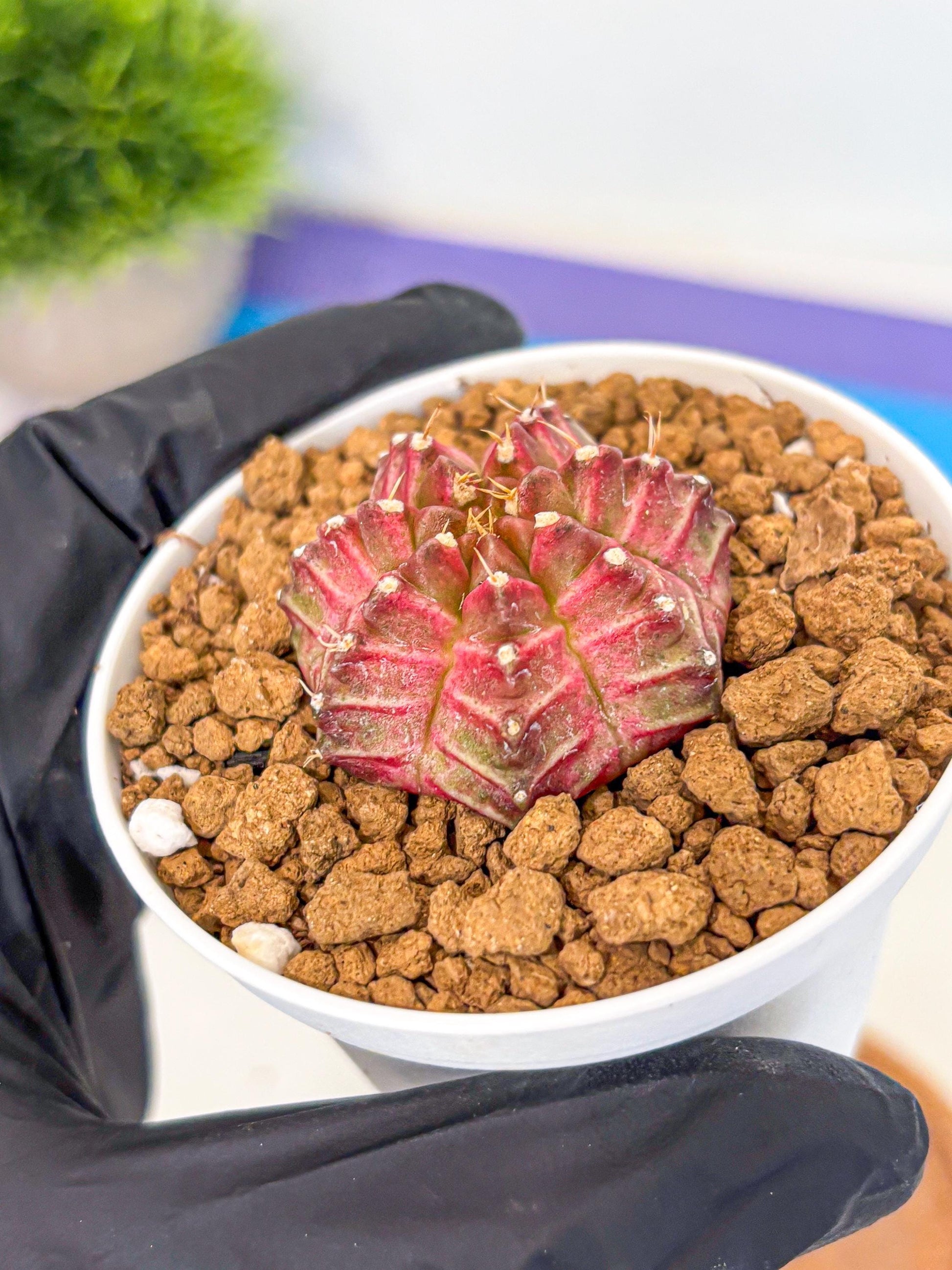 Gymnocalycium Neon (gy14) (b7) | Variegated cactus