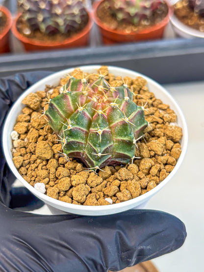 Gymnocalycium Neon (gy14) (g1) | Variegated cactus