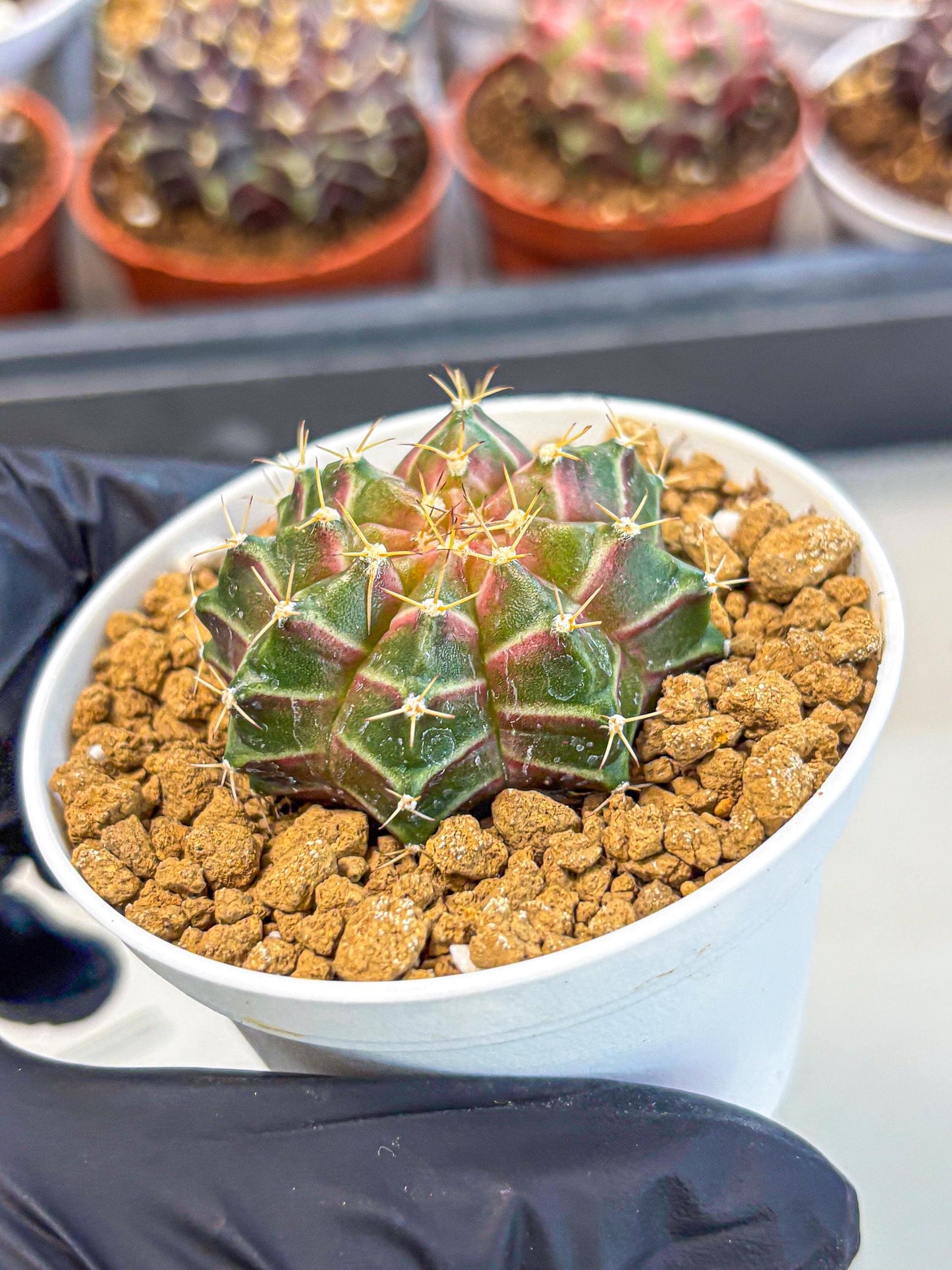 Gymnocalycium Neon (gy14) (g1) | Variegated cactus