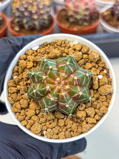 Gymnocalycium Neon (gy14) (g1) | Variegated cactus