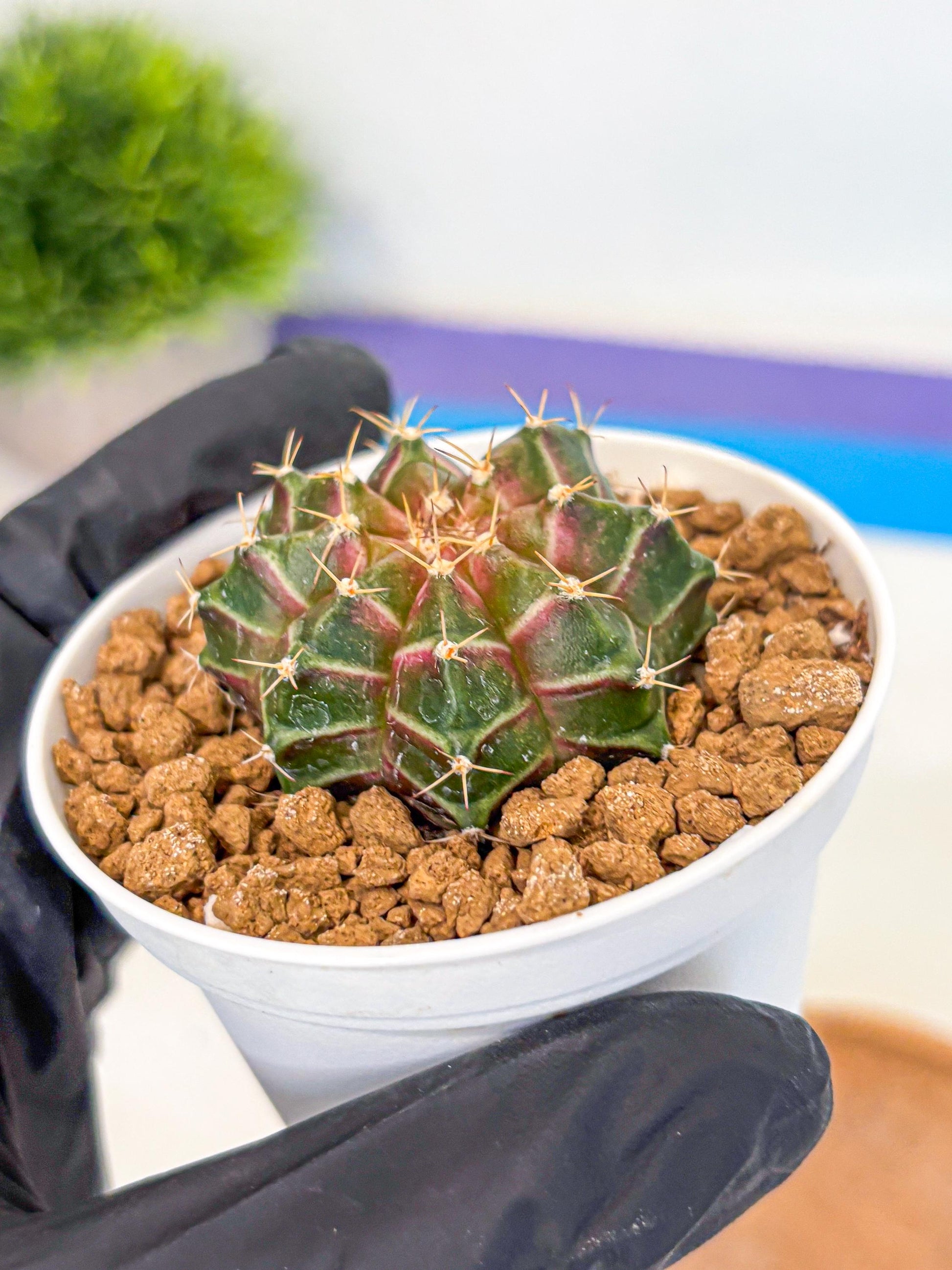 Gymnocalycium Neon (gy14) (g1) | Variegated cactus