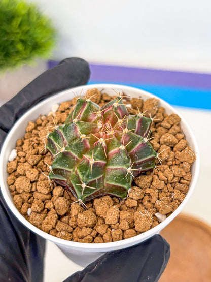 Gymnocalycium Neon (gy14) (g1) | Variegated cactus