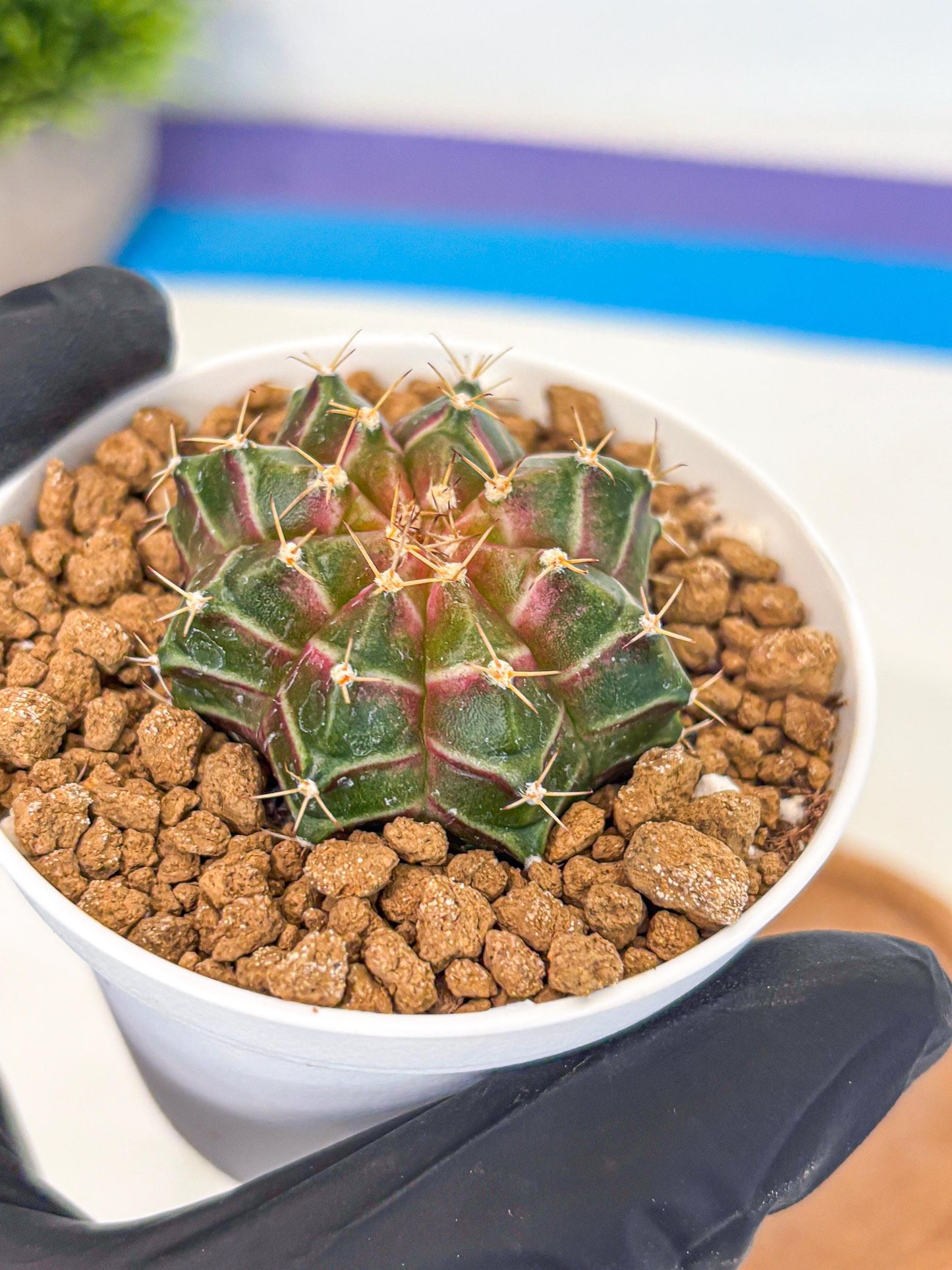 Gymnocalycium Neon (gy14) (g1) | Variegated cactus