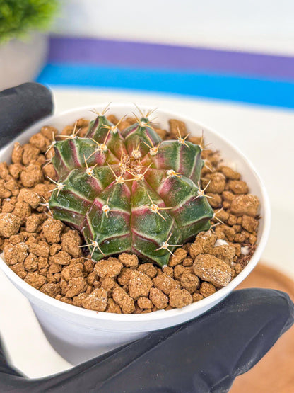 Gymnocalycium Neon (gy14) (g1) | Variegated cactus