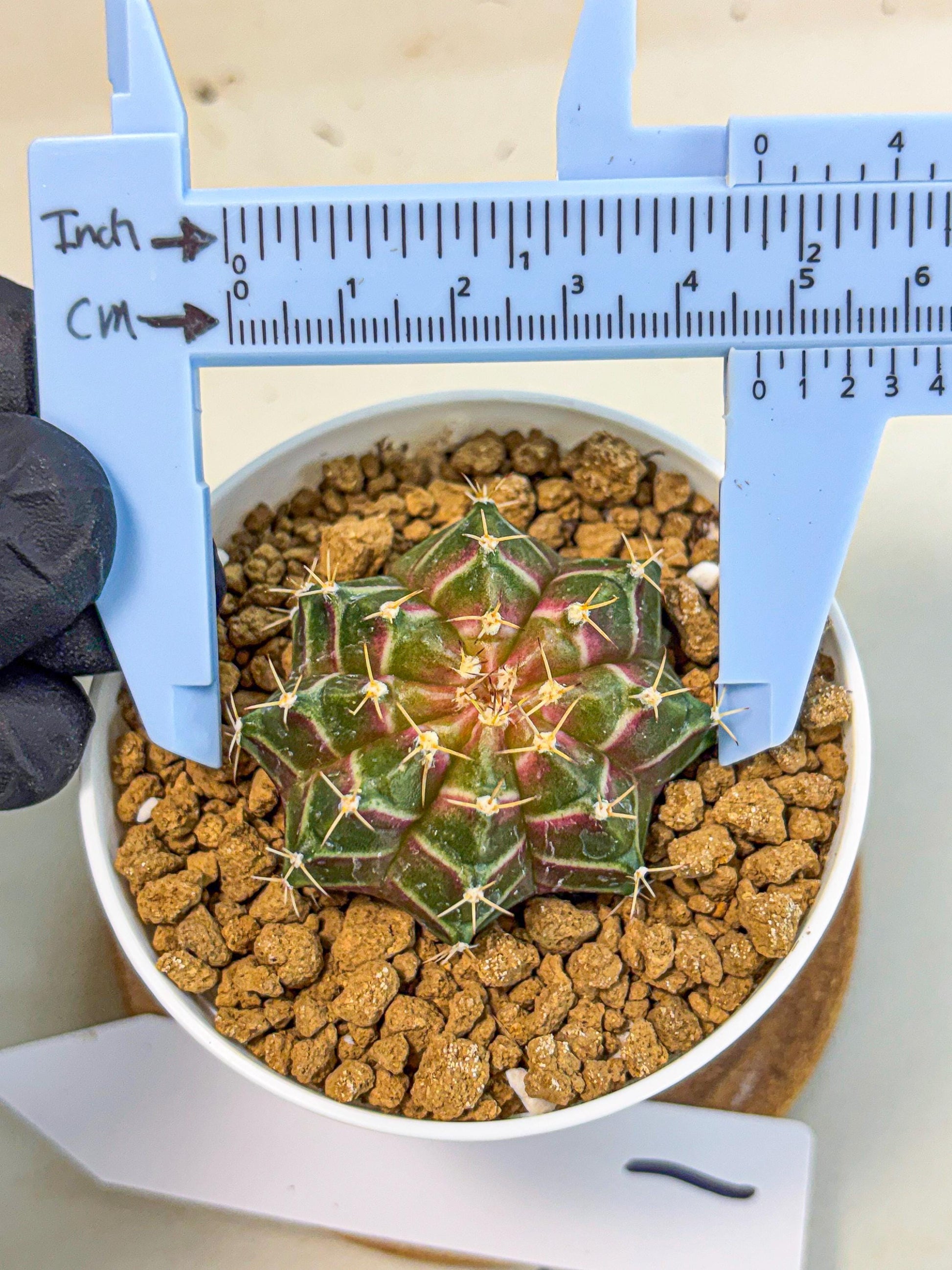Gymnocalycium Neon (gy14) (g1) | Variegated cactus