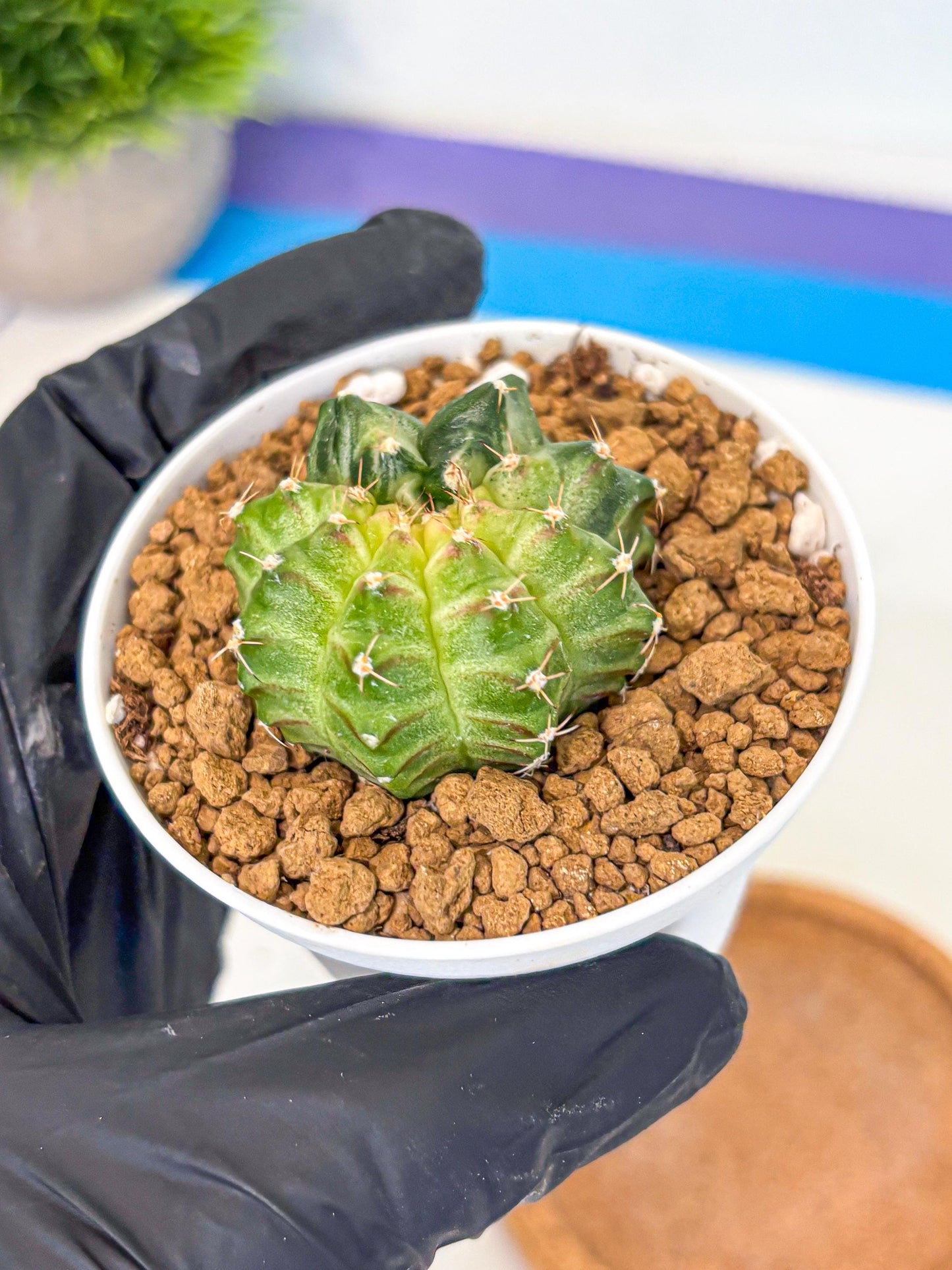 Gymnocalycium Neon (gy14) (g2) | Variegated cactus