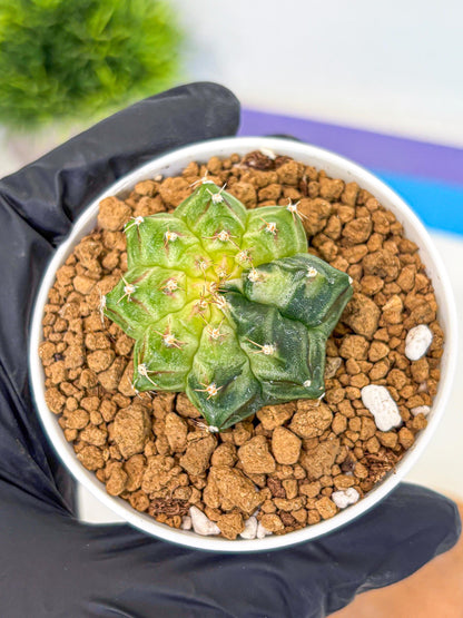 Gymnocalycium Neon (gy14) (g2) | Variegated cactus