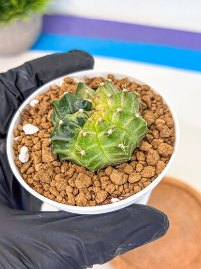 Gymnocalycium Neon (gy14) (g2) | Variegated cactus
