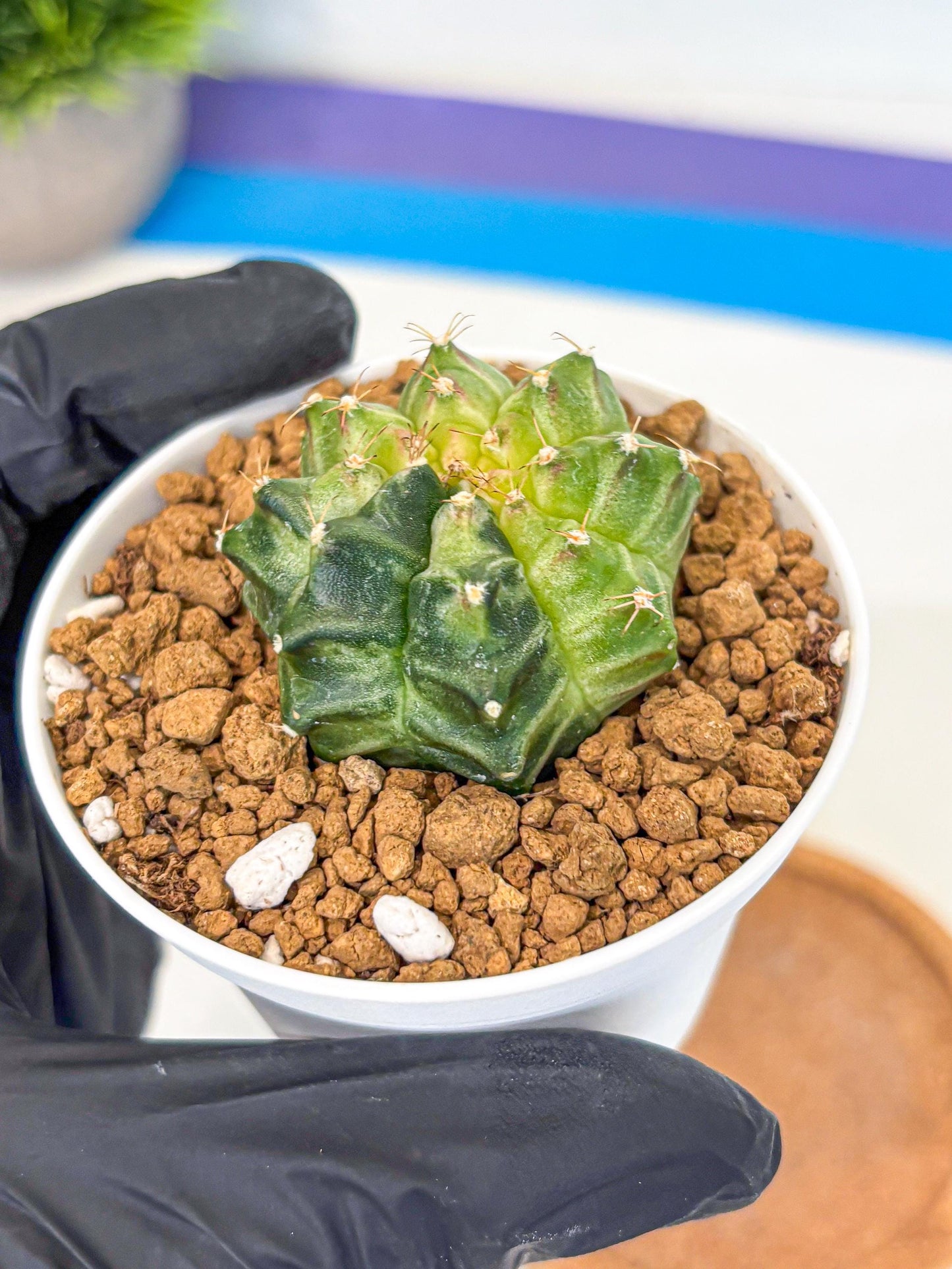 Gymnocalycium Neon (gy14) (g2) | Variegated cactus