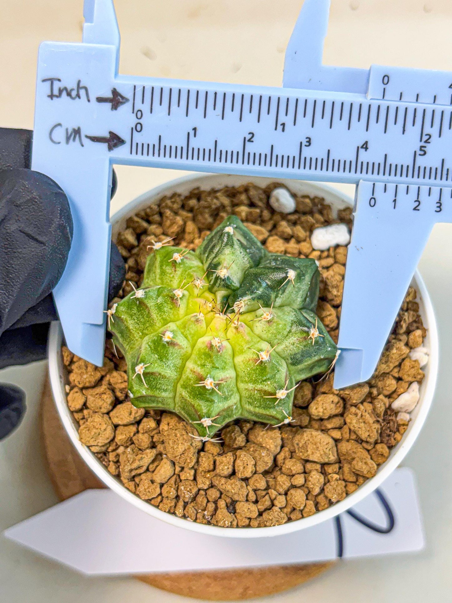 Gymnocalycium Neon (gy14) (g2) | Variegated cactus