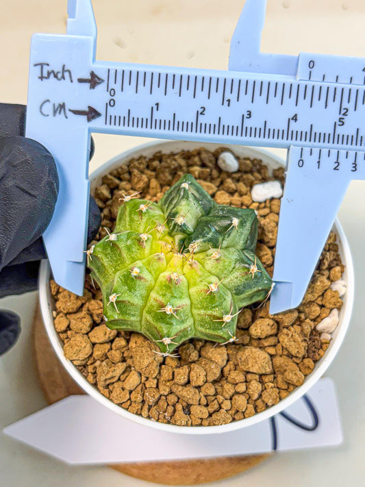 Gymnocalycium Neon (gy14) (g2) | Variegated cactus