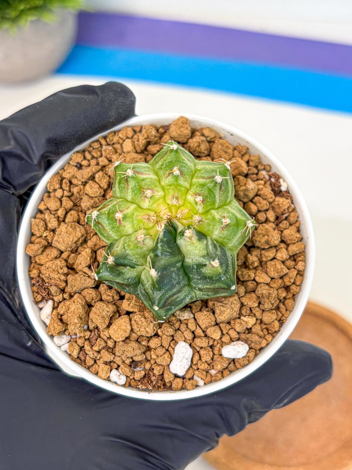 Gymnocalycium Neon (gy14) (g2) | Variegated cactus