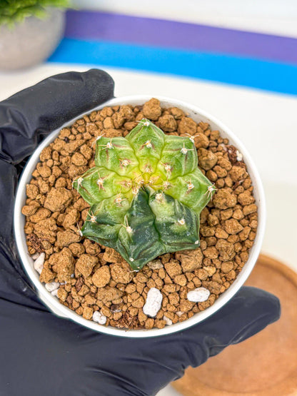 Gymnocalycium Neon (gy14) (g2) | Variegated cactus