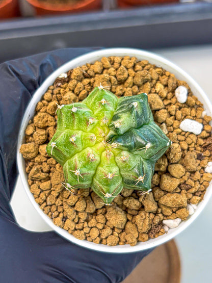 Gymnocalycium Neon (gy14) (g2) | Variegated cactus