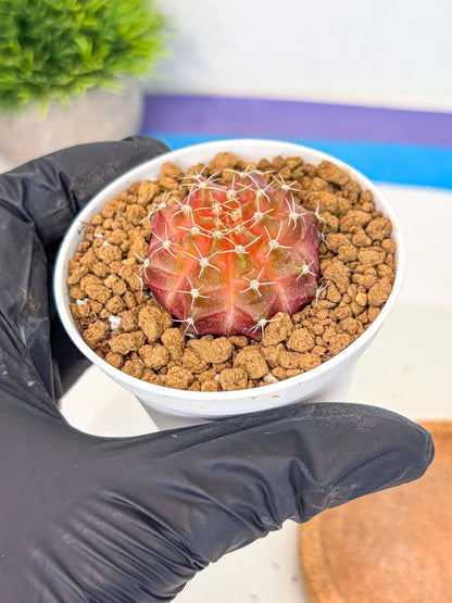 Gymnocalycium Neon (gy14) (g3) | Variegated cactus