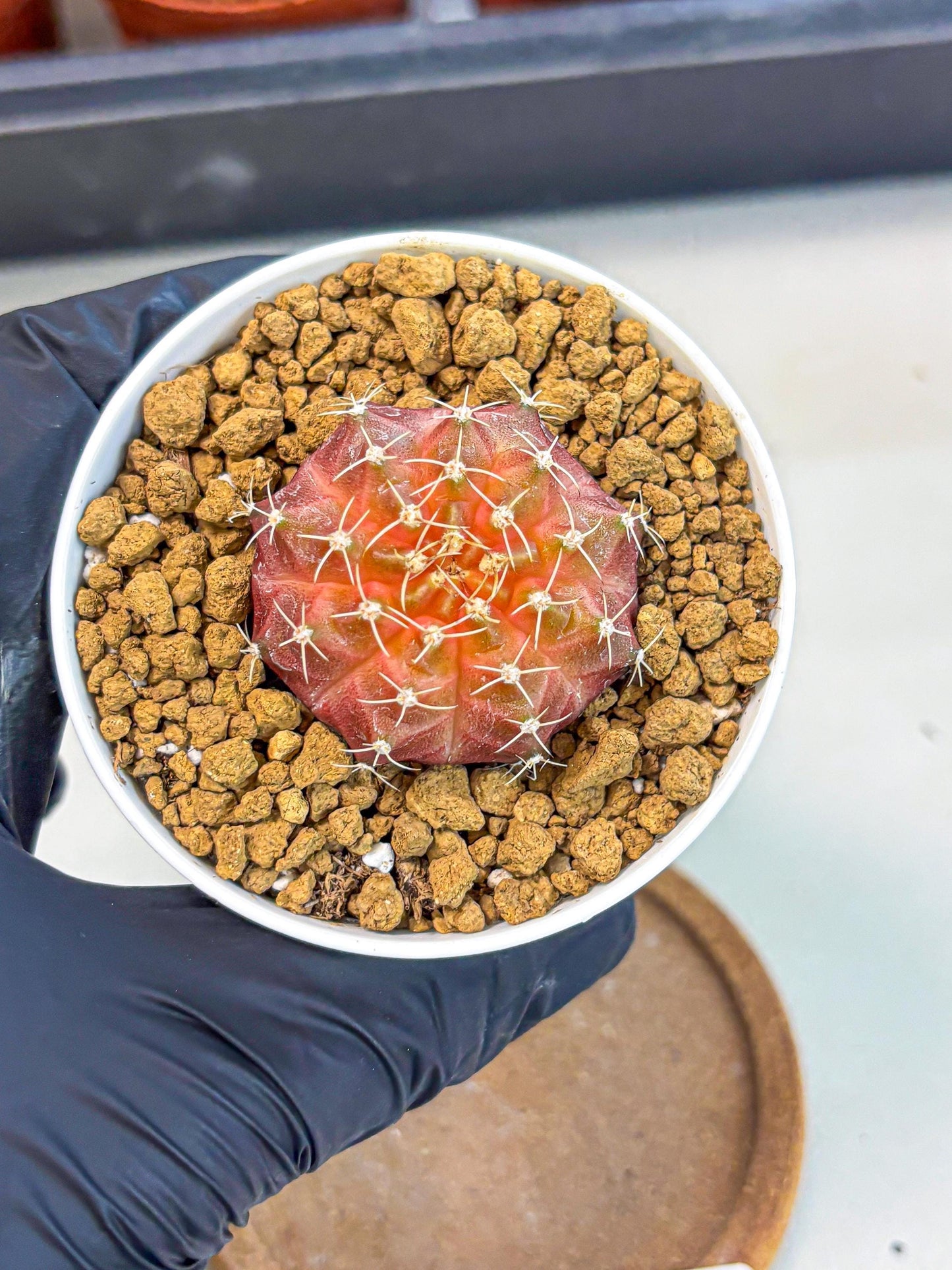Gymnocalycium Neon (gy14) (g3) | Variegated cactus