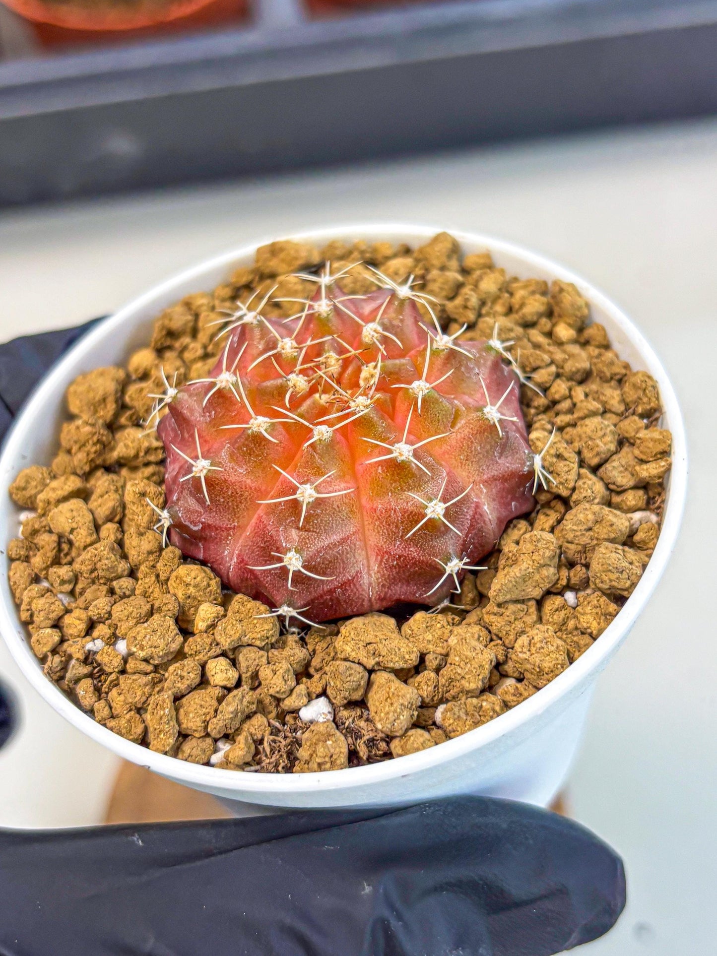 Gymnocalycium Neon (gy14) (g3) | Variegated cactus