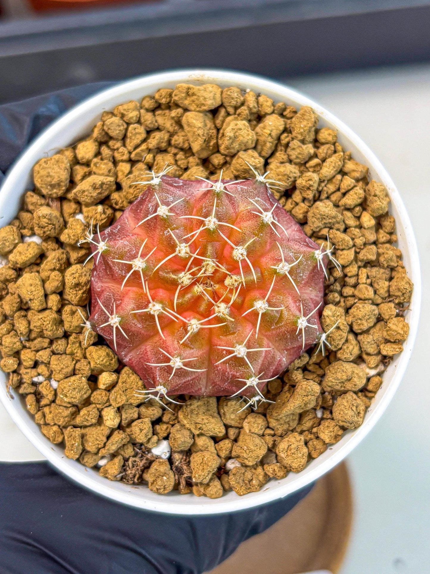 Gymnocalycium Neon (gy14) (g3) | Variegated cactus