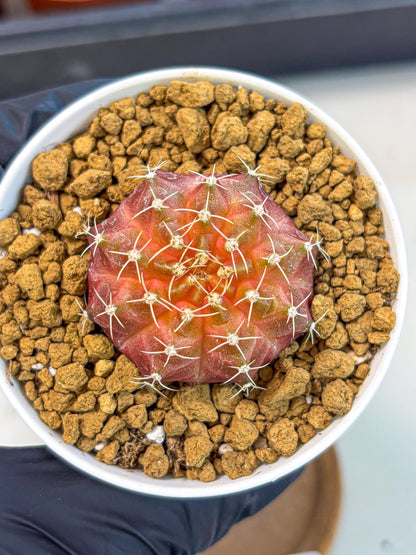 Gymnocalycium Neon (gy14) (g3) | Variegated cactus