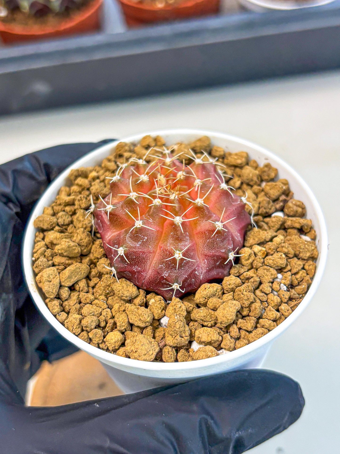 Gymnocalycium Neon (gy14) (g3) | Variegated cactus