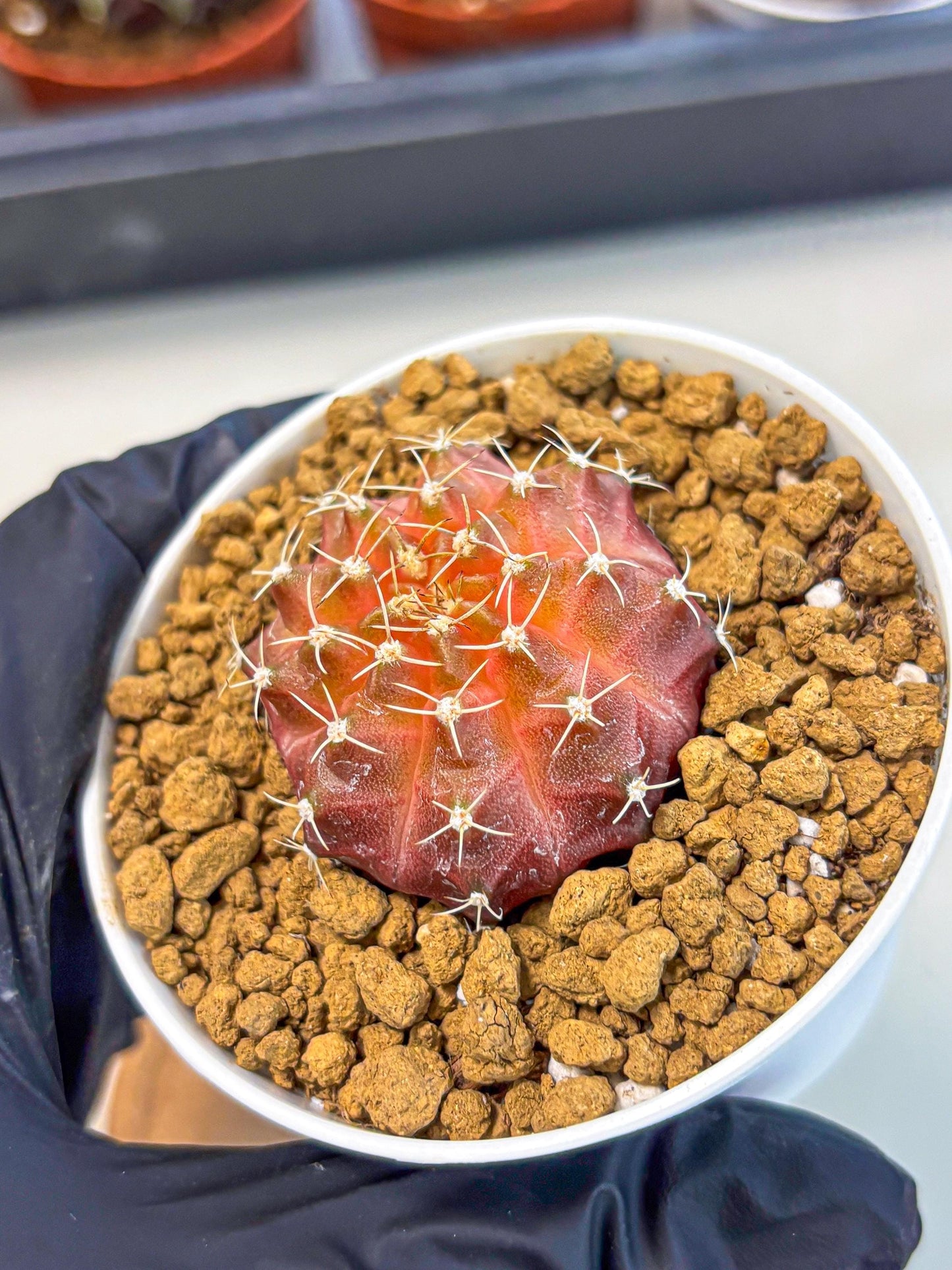 Gymnocalycium Neon (gy14) (g3) | Variegated cactus