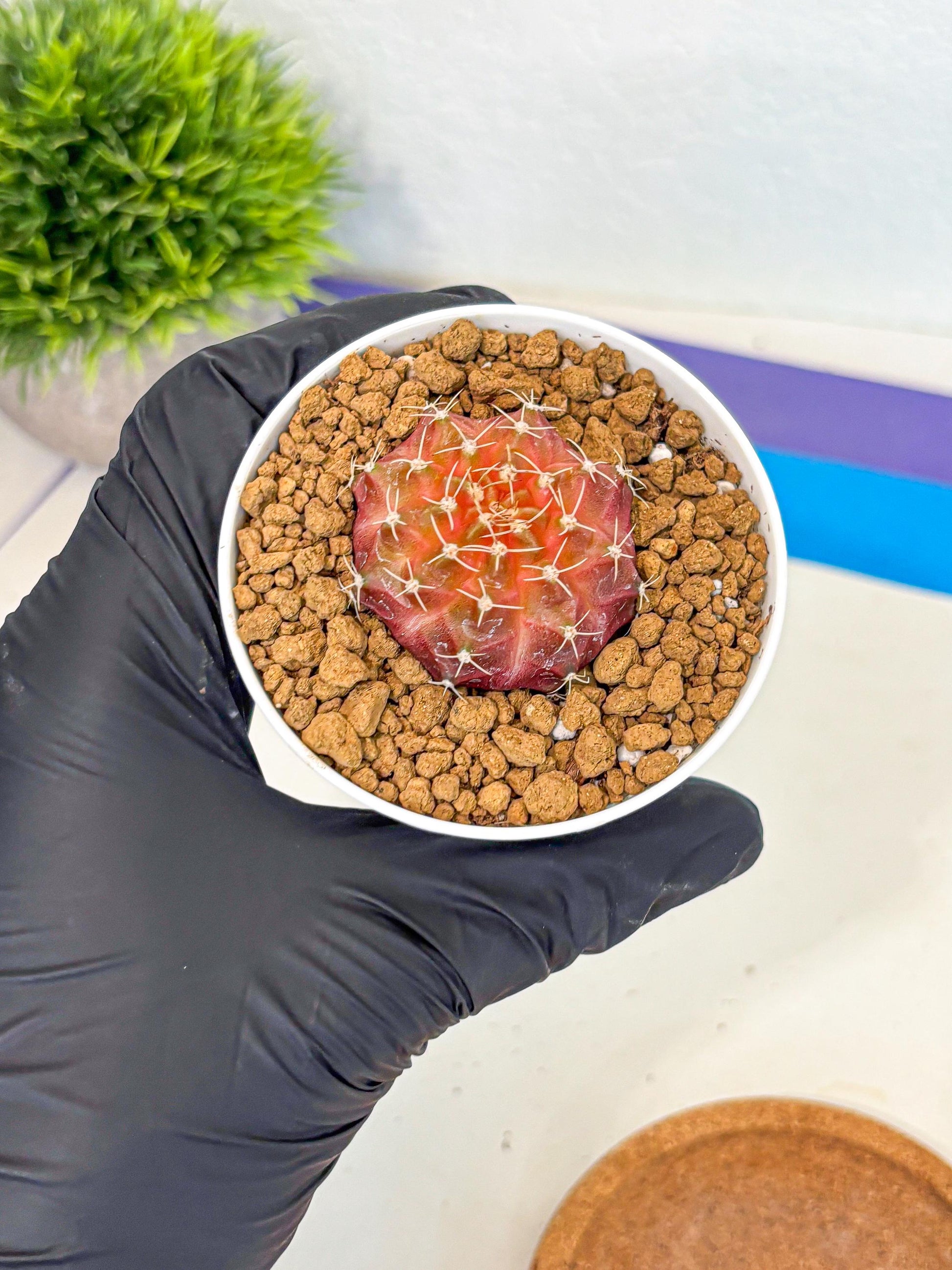Gymnocalycium Neon (gy14) (g3) | Variegated cactus