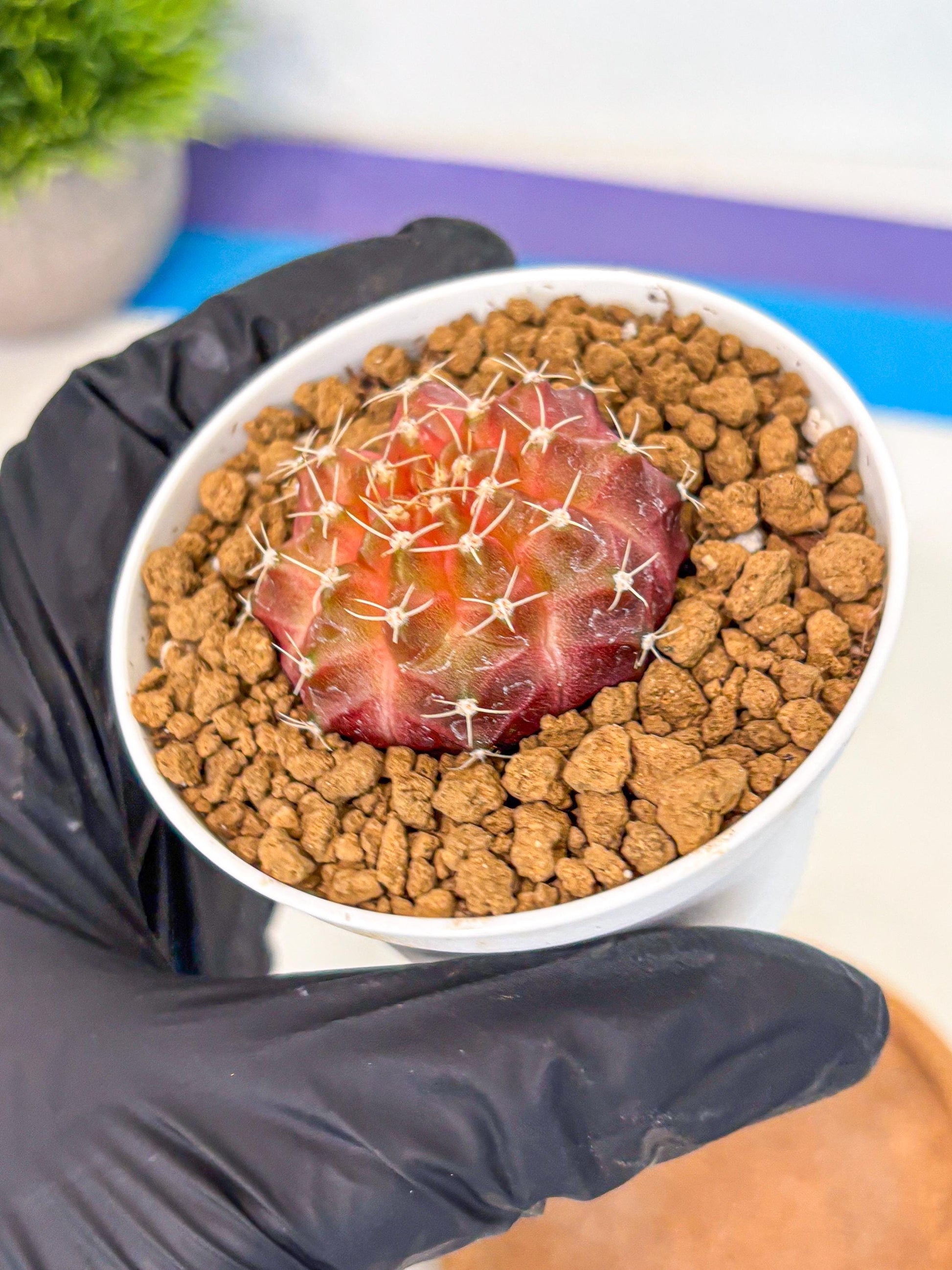 Gymnocalycium Neon (gy14) (g3) | Variegated cactus