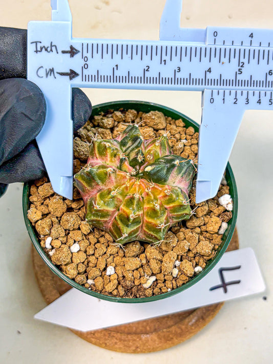 Gymnocalycium Neon (gy14) (g4) | Variegated cactus