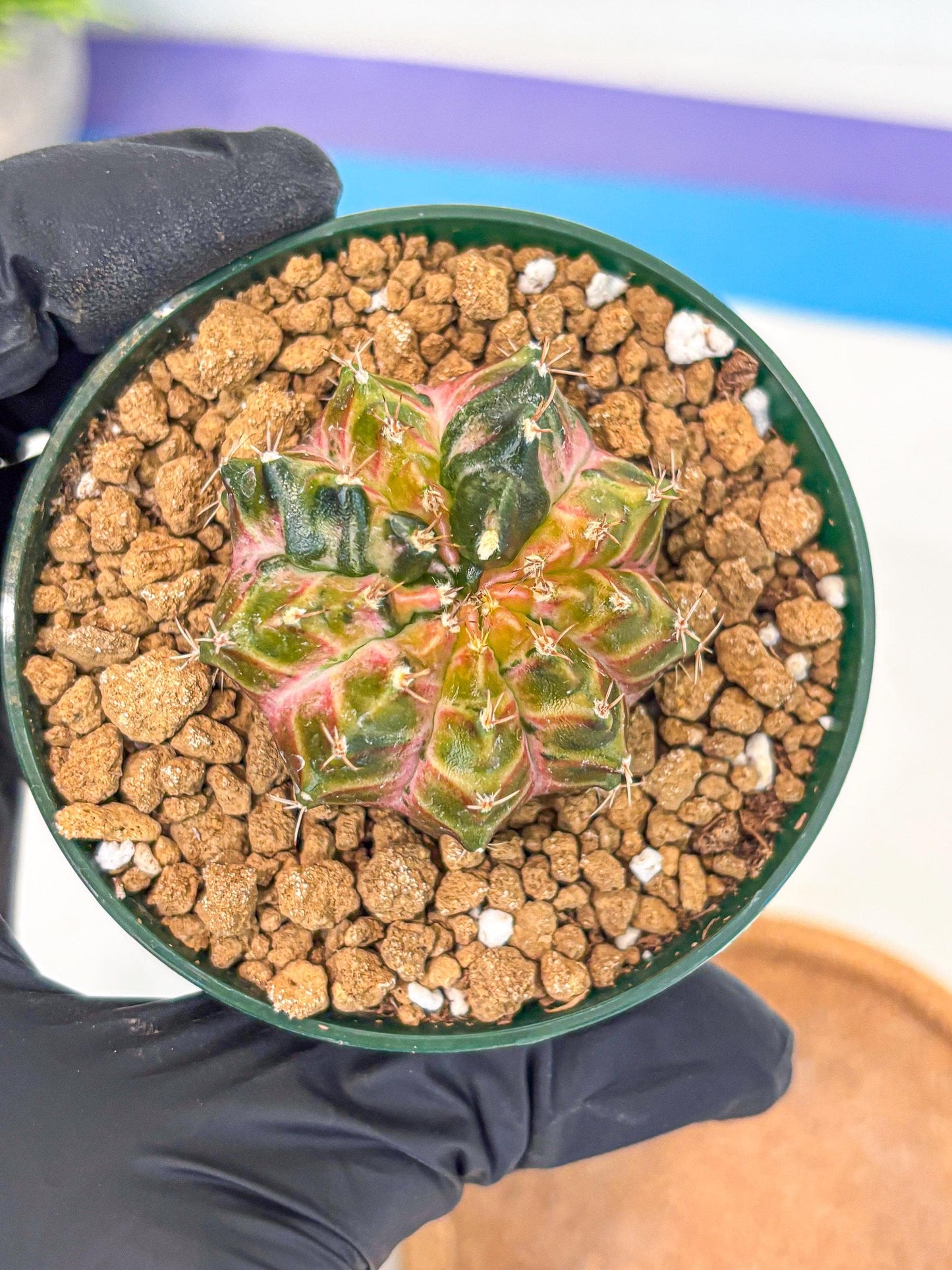 Gymnocalycium Neon (gy14) (g4) | Variegated cactus